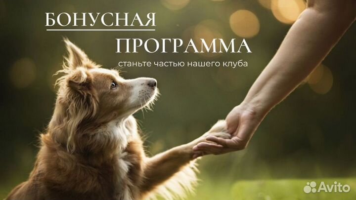 Маркетплейс в сфере зоотоваров и услуг