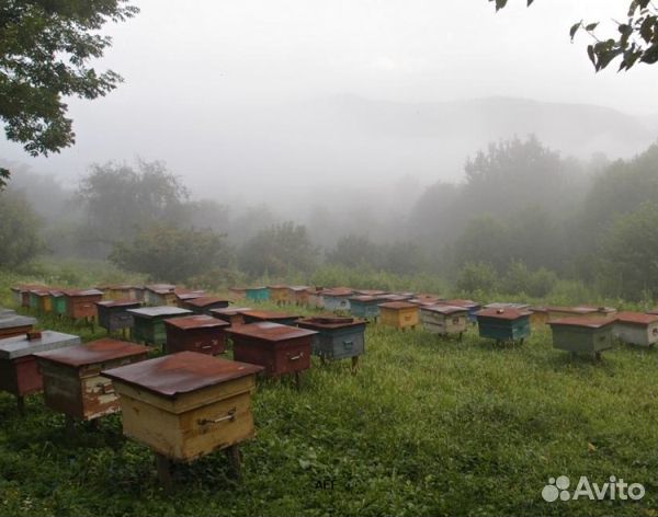 Мед 2024 года Алтайский опт