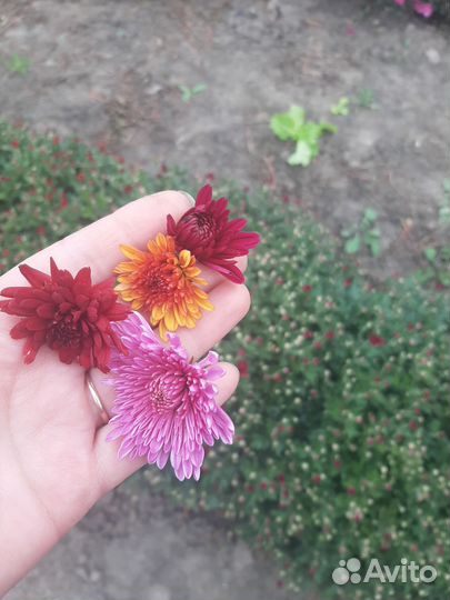 Хризантемы мультифлора