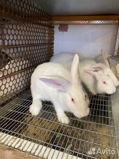 Кролики мясных пород