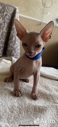 Канадский сфинкс котенок