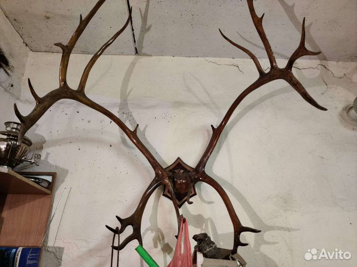 Продам рога оленя
