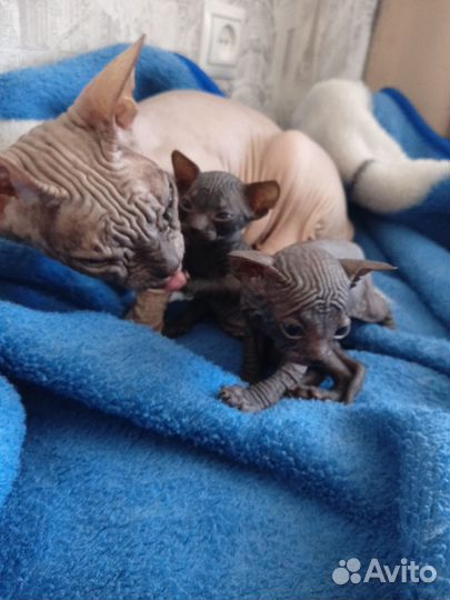 Кошка сфинкс