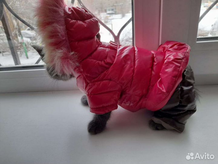 Комбинезон зимний для собаки
