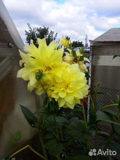 Георгины клубни