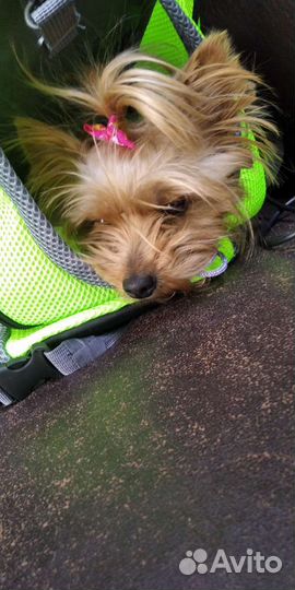 Йоркширский терьер