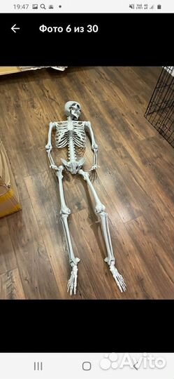 Модель скелета человека