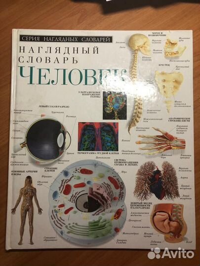 Наглядный словарь Человек