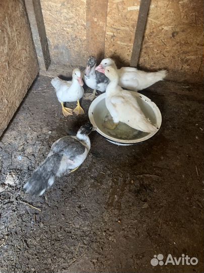 Мускусные утки (от суток до 2 лет, семьи, аренда)