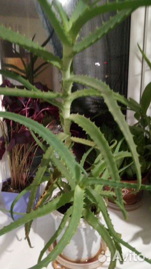 Алоэ древовидное