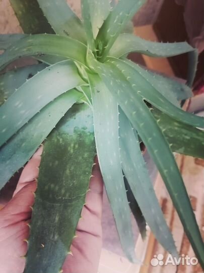 Алое вера лечебный