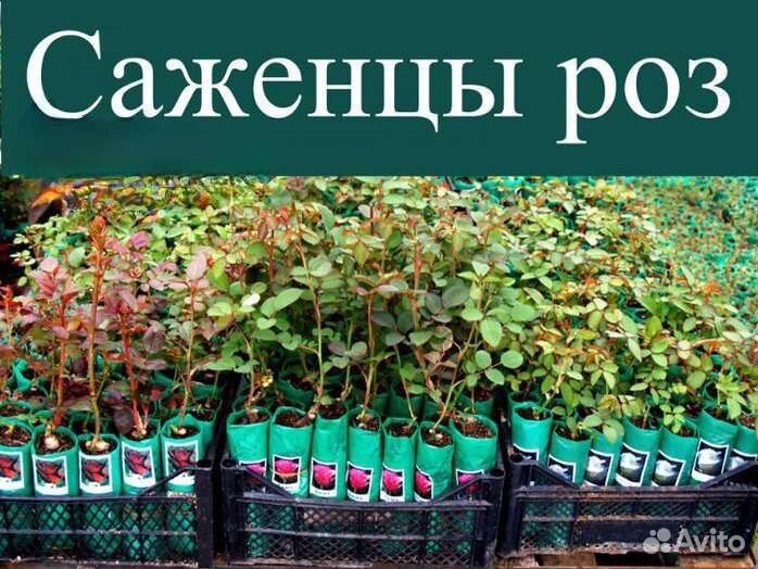 Саженцы роз