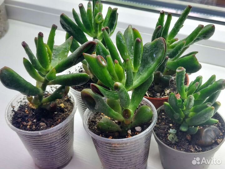 Крассула Хоббит Голлум