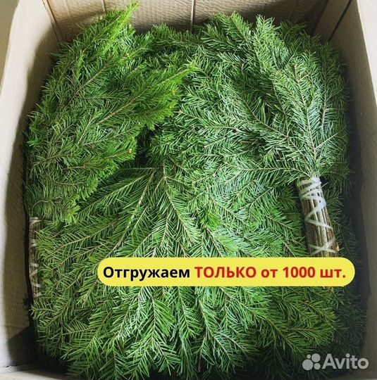Веники пихтовые от производителя