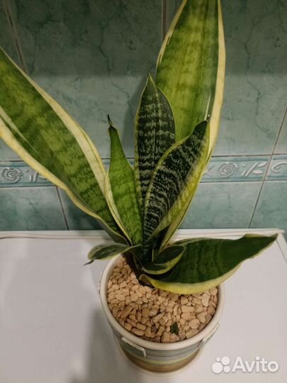 Сортовые сансевиерии