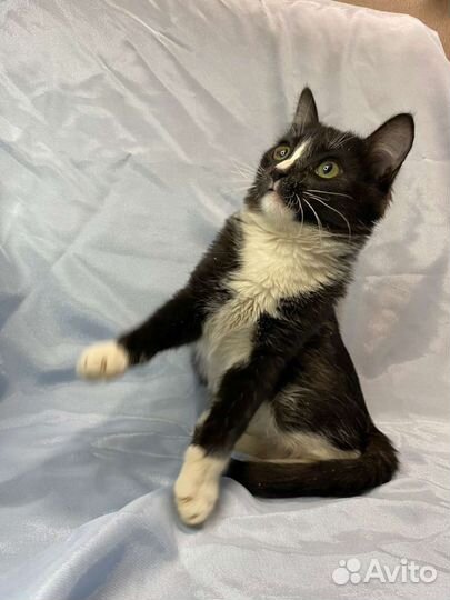 Котёнок в дар