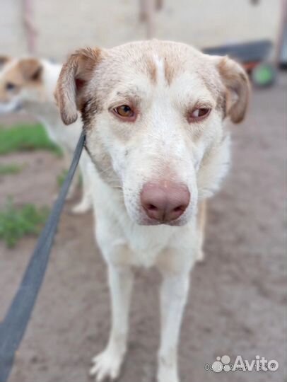 Руди ищет любящую семью