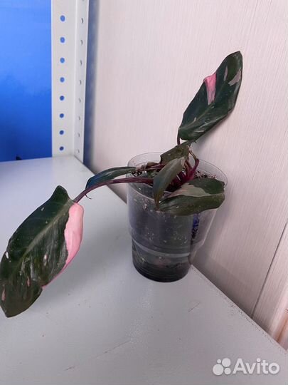 Филодендрон pink princess