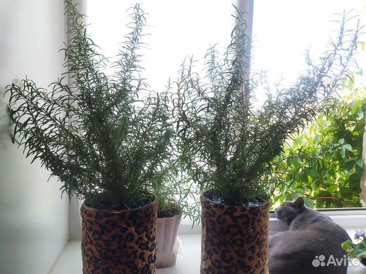 Розмарин - живая 