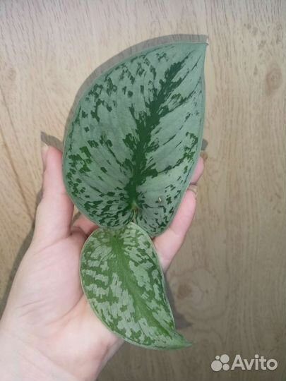 Сциндапсусы разные