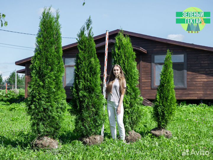 Туя колумна 1,4 м свежая копка 2023