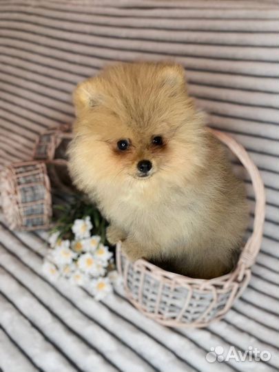 Померанский шпиц