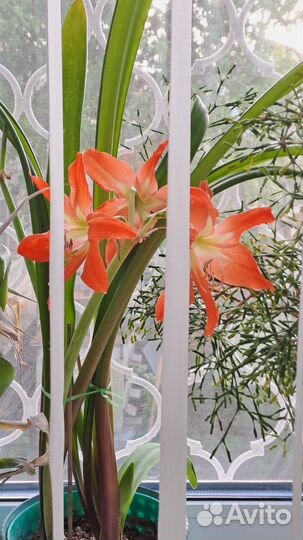 Гипеаструм