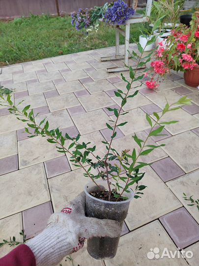 Спирея грефшейм