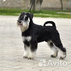 Цвергшнауцер вязка