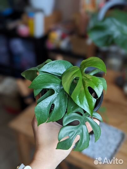 Монстера Минима Рафидофора