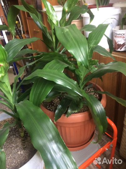 Комнатные цветы пальма