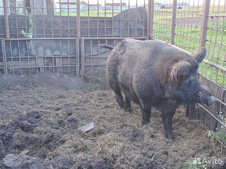 Дикий кабан