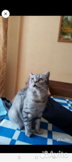 Кот британец