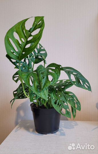 Монстера Адансона (Monstera adansonii)