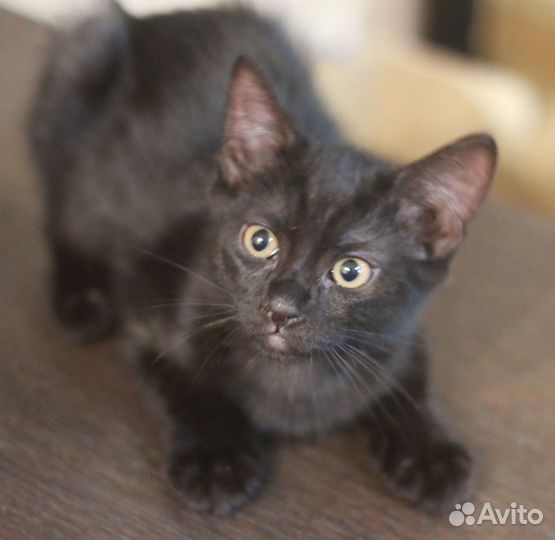 Котенок кошка Багира