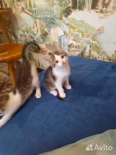 Отличные котятки