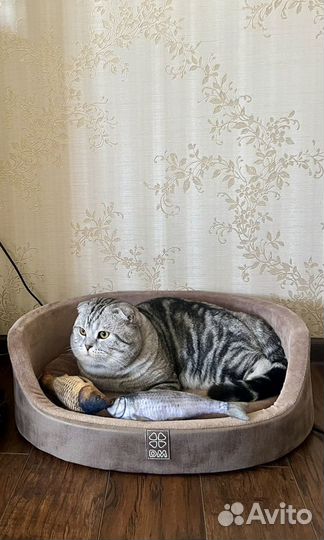 Шотландский кот вязка