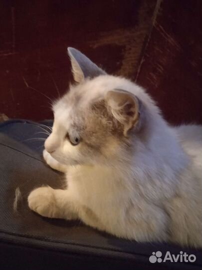 Кошка в добрые руки