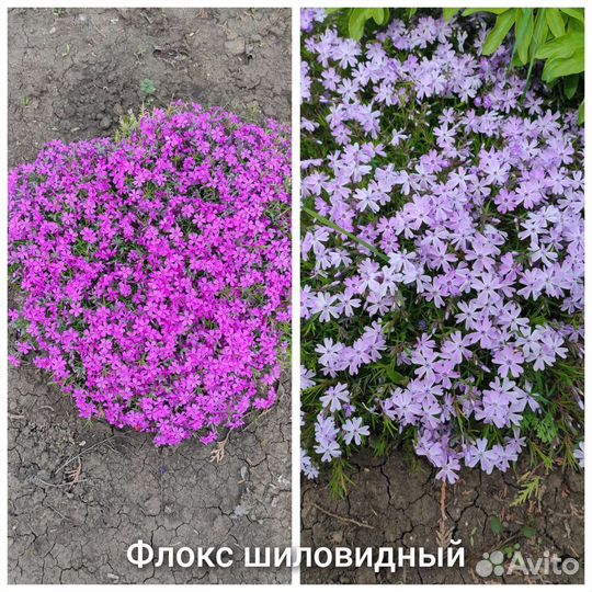 Многолетние растения