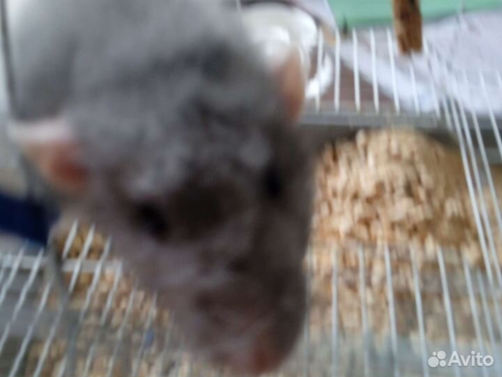 Крысы с клеткой