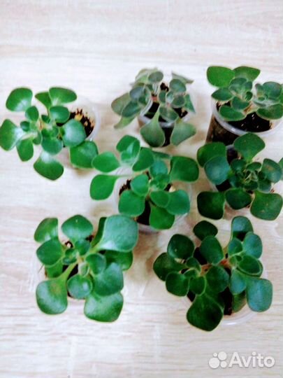 Аихризон, дерево любви и благополучия