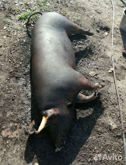 Мясо свинина домашняя