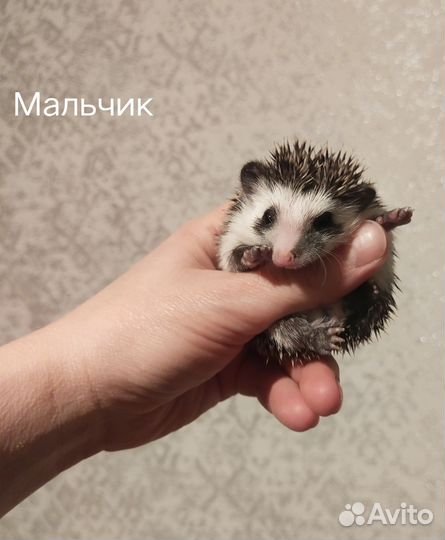 Африканские ежики