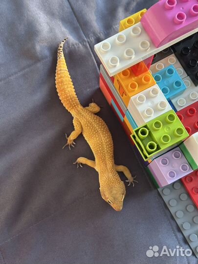 Эублефар вязка