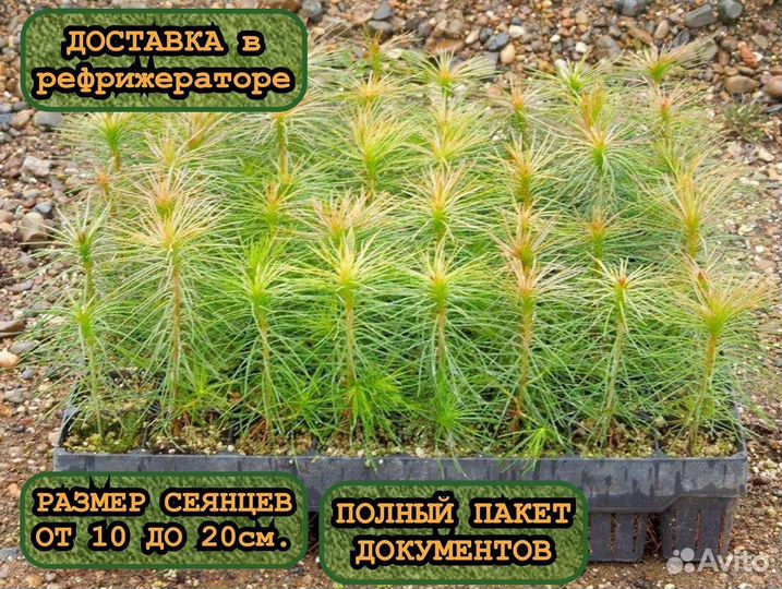 Сеянцы сосны и ели зкс