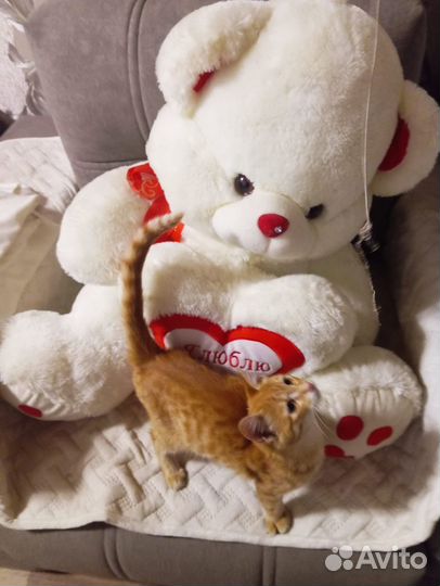 Рыжик 3 месяца