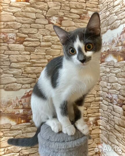 Котята бесплатно