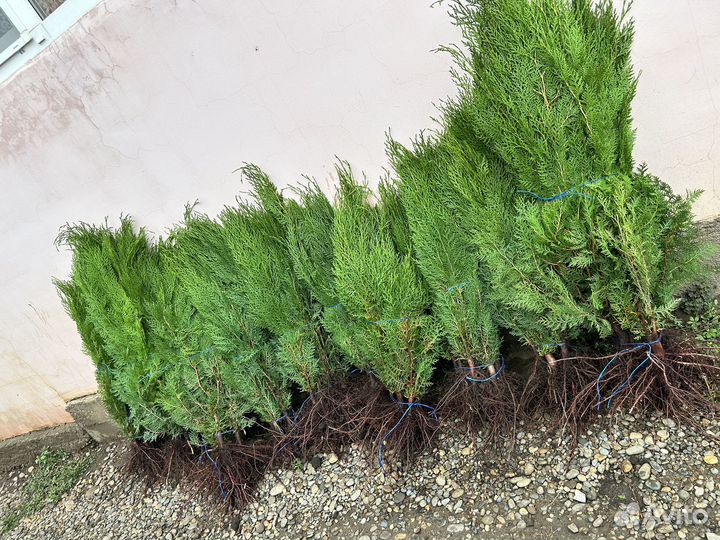 Туи /Самшид