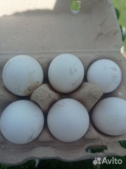 Леггорн стандарт (Германия) /яйца для инкубации