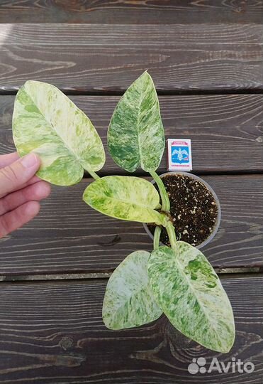 Филодендрон, Эпипремнум, Сингониум, Сциндапсус